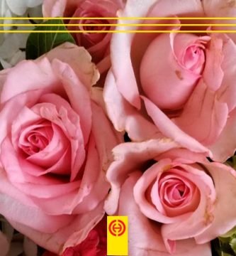 Siempre Florece Diseño Floral